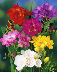 Freesia Double mix6
